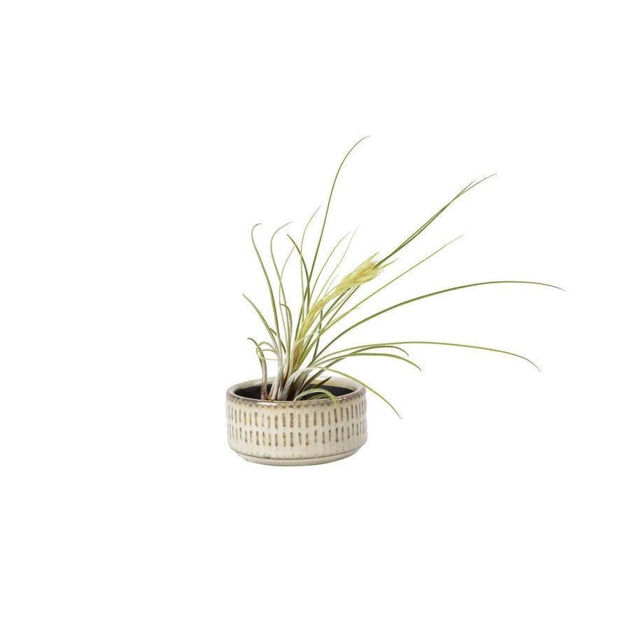 Accessories Burgon & Ball Indoor Plant Pots & Vases | San Francisco Air Plant Dish